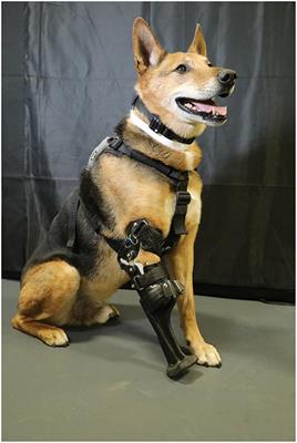 Retrospective Multi-Center Analysis of Canine Socket Prostheses for Partial Limbs